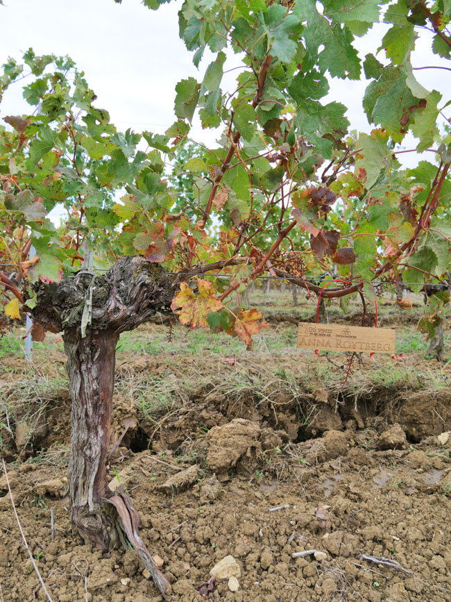 Виноградник на урожай